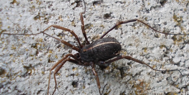 Opiliones-Fauna dal Monte Taburno (Benevento)